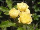 گل آبشار طلایی